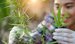 Cochise College  Online Courses Cannabis Cultivation and Processing for Cochise College  Students in Douglas, AZ