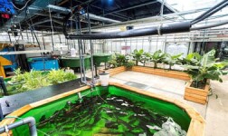 Online Courses Aquaponics – the circular food production system for College Students