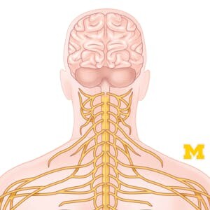 University of Michigan Online Courses Anatomy: Human Neuroanatomy for University of Michigan Students in Ann Arbor, MI