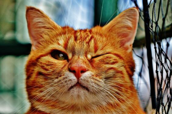 https://pixabay.com/en/cat-wink-funny-fur-animal-red-1333926/